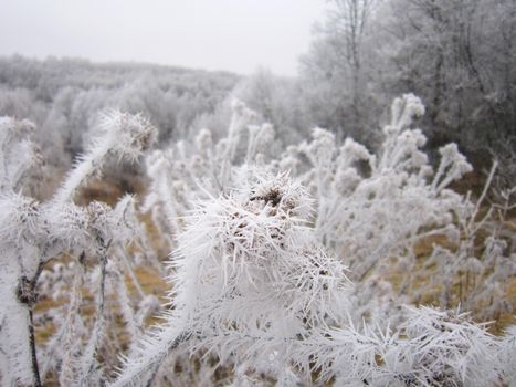 Branches of Trees Covered with Frost. Nature Landscape of Winter Season in Russia.