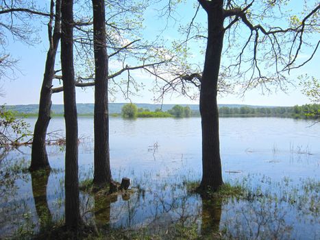 Flooded Trees on Russian River under clear blue sky. Colorful Scenic Landscape of Spring Nature.