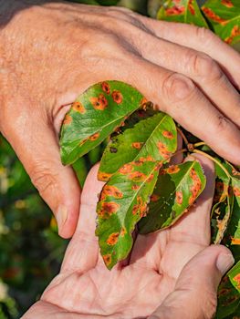 Pear leaf infected with gymnosporangium sabinae rust and Septoria Leaf Spot Septoria aegopodii. Man gardener hand hold 