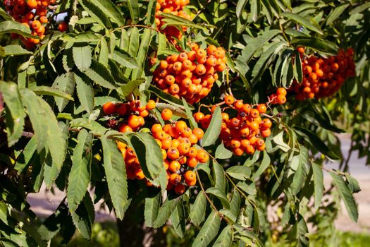 Bright rowan berries among green leaves close up