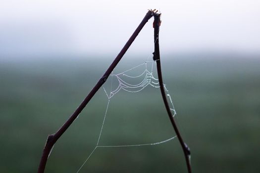 Spider web with dew drops on tree branches close up