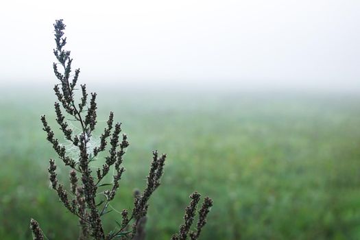 Dry branch of grass covered with dew in autumn fog close up