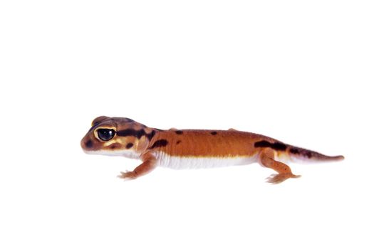 Pale Knob-tailed Gecko, Nephrurus laevissimus, isolated on white background