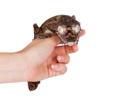 Giant leaf tailed gecko, Uroplatus giganteus, isolated on white background