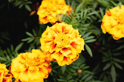 Orange daisy flowers among green leaves close up