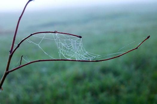 Spider web with dew drops on tree branches close up