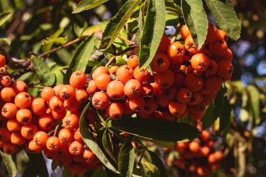 Bright rowan berries among green leaves close up