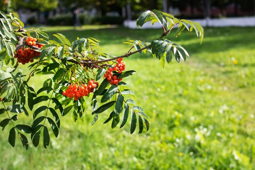 Bright rowan berries among green leaves close up