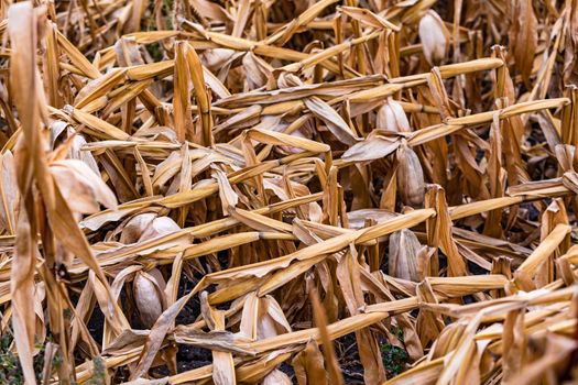 Crop damage due to drought and storms in maize in Germany