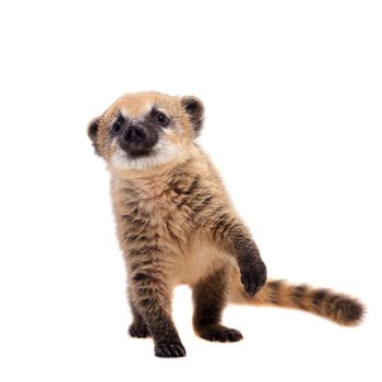 South American coati, Nasua nasua, baby isolated on white background