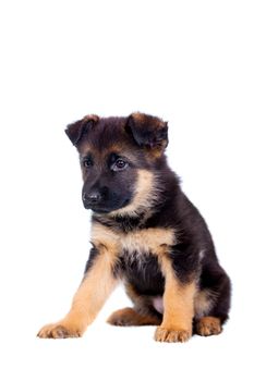 German shepherd puppy isolated on white background
