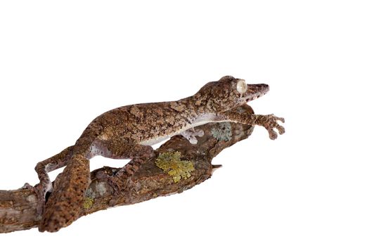 Giant leaf tailed gecko, Uroplatus giganteus, isolated on white background