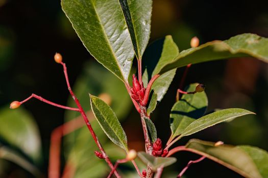 A glowing red bud of a hedge seedling