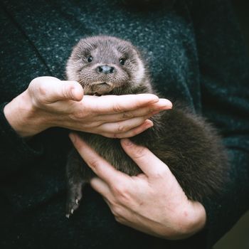 An orphaned European otter cub, lutra lutra, sitting on hands