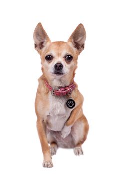 Chihuahua, 9 years old, isolated on the white background