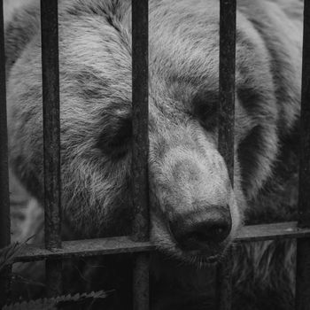 Brown bear in resque center stuck his face out of the cage.