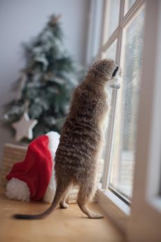 The meerkat or suricate, Suricata suricatta, in decorated room with Christmass tree in front of window