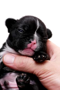 French bulldog puppy, 3 weeks old, isolated on white background