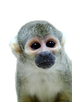 Common squirrel monkey, Saimiri sciureus, on white background