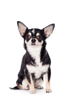 Chihuahua, 2 years old, sitting and looking at camera against white background