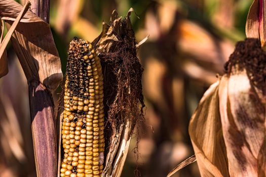 A corn cob on a corn field in Germany that is ready to be harvested
