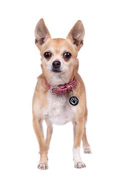 Chihuahua, 9 years old, isolated on the white background