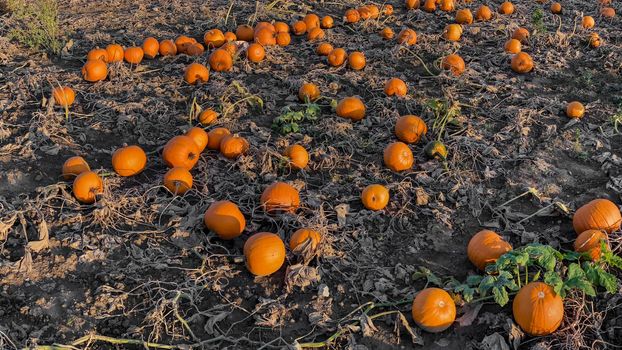 A field of orange Hokkaido pumpkins await harvest, Halloween and Thanksgiving in October