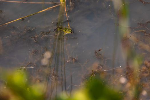 A green-striped pond frog lies waiting in a shallow pond and waits for insects