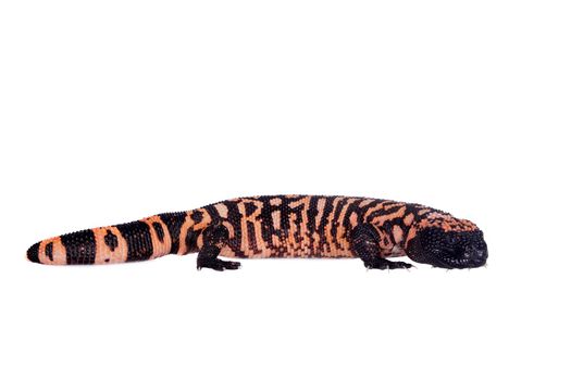 Gila Monster, Heloderma suspectum, isolated on white background