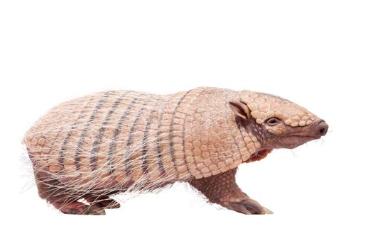 Six-banded armadillo, Euphractus sexcinctus, isolated on white background