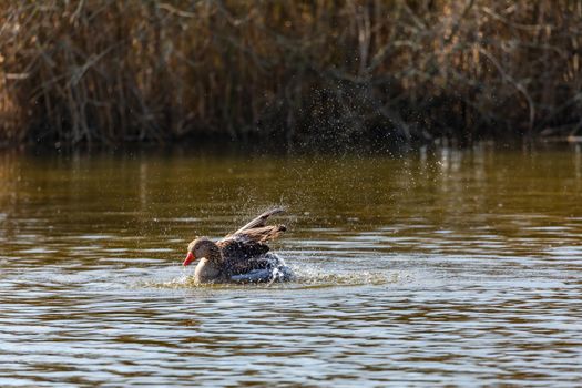 A duck flaps its wings to groom while swimming in a natural lake in Germany