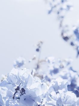 Flower background, spring nature and botanical beauty concept - Blue floral composition