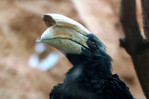 The black hornbill is a species of hornbill