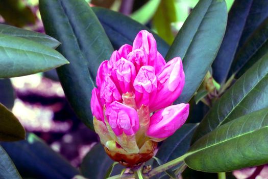 Close-up on a blossoming rhododendron branch. Nature background