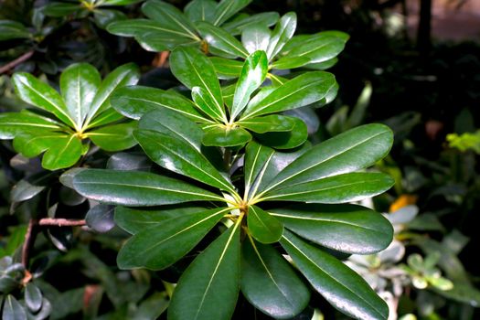 Young green plants grow in the tropical forest, greenery background