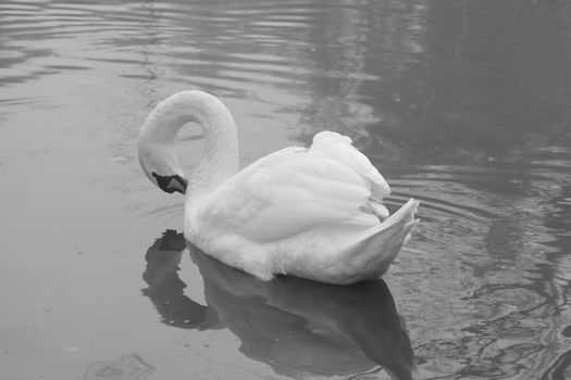 Black and white photo. A white swan swims on the lake. Loneliness