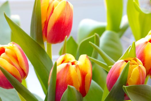 Yellow-red buds of blooming tulips. Nature background