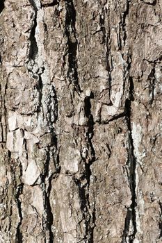 Vertical photo. Gray tree bark texture, wood background