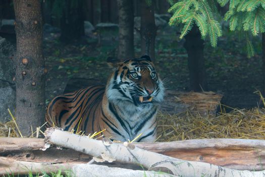 A beautiful tiger lies under a tree in the wild