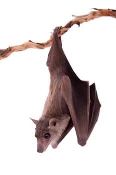 Egyptian fruit bat or rousette, Rousettus aegyptiacus. on white background