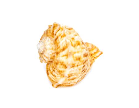Image of seashell rapana rapiformis on a white background. Undersea Animals. Sea shells.