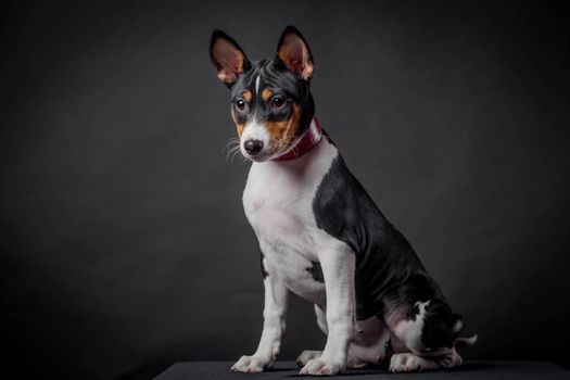 Pretty small basenji puppy, 3 month on a black background