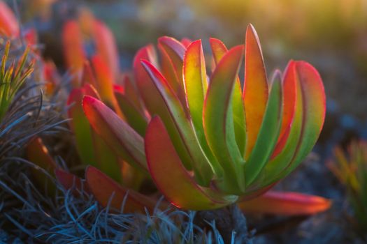 Colorful succulent Carpobrotus chilensis in the rays of the setting sun close up