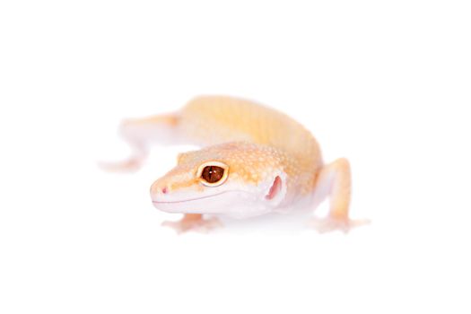 Albino Leopard Gecko, Eublepharis macularius, on a white background