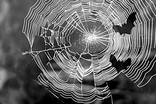 Silhouettes of bats against white web on black background. Copy space. Concept of halloween .