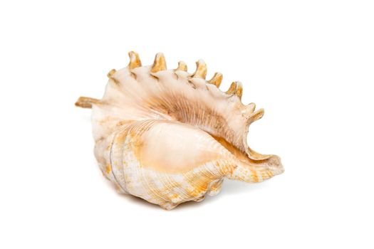Image of Millipede spider conch (Lambis millepeda) isolated on white background. Sea snail. Undersea Animals. Sea Shells.