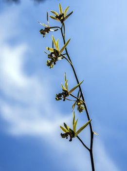 Small Orchid flowers of Eulophia Andamanensis Ground Orchid on the sky background