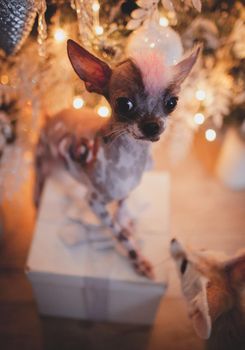 Ugly peruvian hairless and chihuahua mix dog in festivaly decorated room with Christmass tree. New Years celebration.