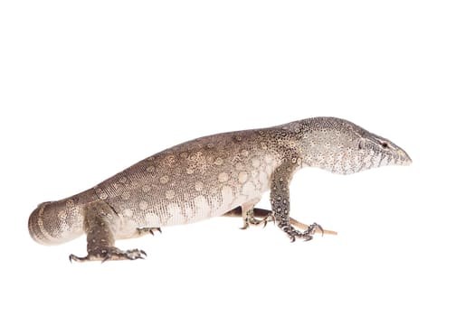 Nile monitor, Varanus niloticus, isolated on white background