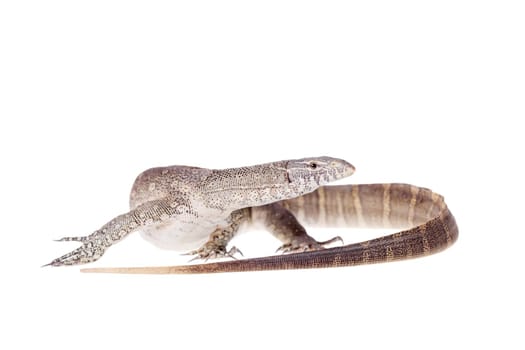 Nile monitor, Varanus niloticus, isolated on white background